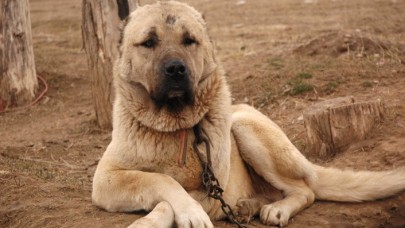 Bakan Varank açıkladı: Kangal köpekleriyle ilgili önemli gelişme