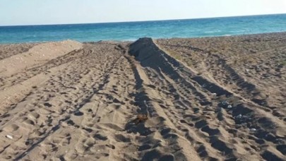Caretta caretta yuvalarını ezen belediyeye 442 bin lira ceza