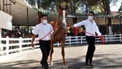 Çilem Özdemir servet ödeyerek aldı: Bu tayın değeri bir ev fiyatı!