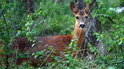 İhaleyle ava çıkarılan 7 geyik mahkeme kararıyla kurtarıldı