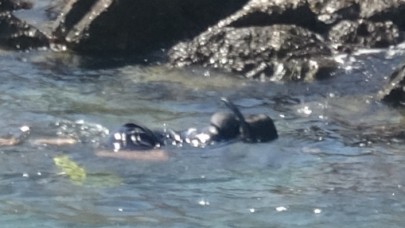 Mersin'den denize girdi,  cesedi Antalya'dan çıktı: Döndü Küçük boğuldu