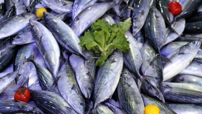 Palamut akın akın geliyor!