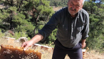 Aydın'da esrarengiz olay: Arılar,  Arapça yazılar yazıp kovanlarını terk ediyor
