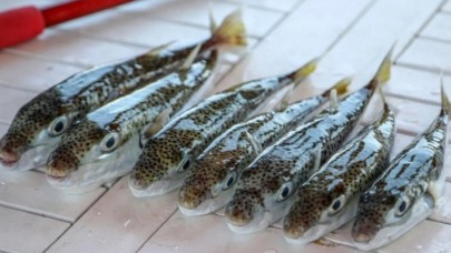 Balıkta korkutan iddia: "Mezgit diye sokak aralarında satıyorlar"