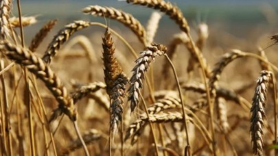 Buğday,  arpa ve mısırda gümrük vergisi yıl sonuna kadar sıfırlandı