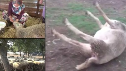 Bursa'da tedirgin eden olay! Bir anda fenalaşan koyunlar ölüyor!