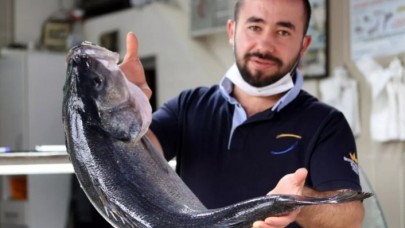 Düzce'de ağlara takıldı! 2 bin 550 liradan satışa sunuldu