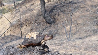 Hatay yangı ve PKK bağlantısı: Çevre terörizmi