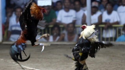 Horoz dövüşü baskınına giden polis,  horoz tarafından öldürüldü