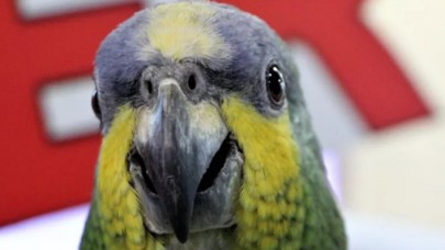 İstanbul'da yeşil papağan istilası: Kent faunası bozulma riski altında