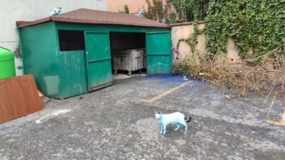 İstanbul'daki mavi kediler görenleri şaşırttı!