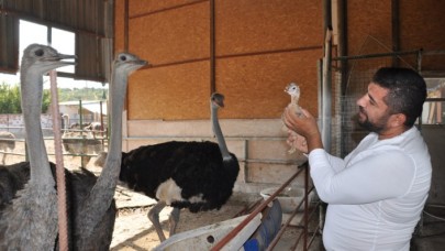 Kuşadası'nda deve kuşu yetiştiren Ramazan Kaplan talebe yetişemiyor: Bir yumurta 150 lira