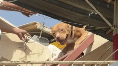 Pitbull operasyonu: 9 bin 560 lira ceza kesildi