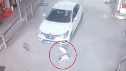 Cani sürücü kamerada: İki köpeği ezip yoluna devam etti