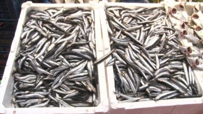 Hamsinin kilosu Düzce'de 7 lira,  İstanbul'da 40 lira