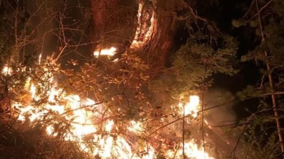 Kastamonu'da orman yangını