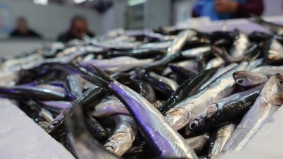 Marmara'da hamsi balıkçının yüzünü güldürüyor