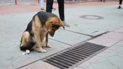 Mazgalı izleyen köpeğin sırrı ortaya çıktı