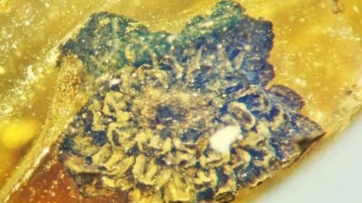 100 milyon yıl öncesine ait yeni bir çiçek türü keşfedildi