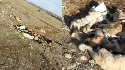 29 köpek boş arazide baygın bulundu