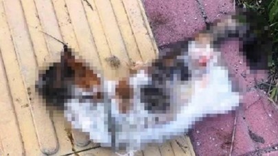Bir kedi daha bacakları kesilerek öldürüldü