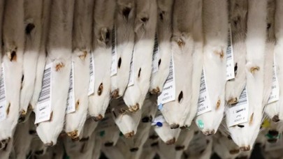 Danimarka'da tartışma yaratan karar: Katledilen vizonlar topraktan çıkarılacak