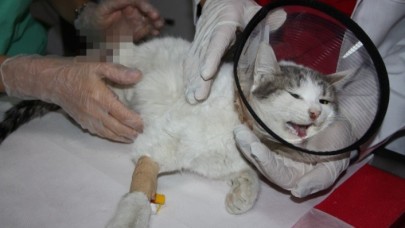 Diyarbakır'da vahşet: Kedilerin ayaklarını kesip büyü yapıyorlar