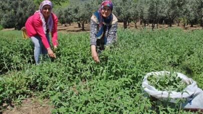 Koronavirüs o ürüne ilgiyi artırdı: Çiftçiler yetiştiremiyor