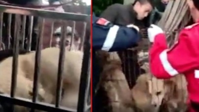 Mezbahada 'sosis' yapılmak için bekleyen 40 köpek bulundu