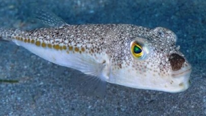 Resmi Gazete'de yayınlandı: Balon balığı avlayana para verilecek