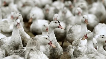 Şimdi de kuş gribi alarmı: 44 bin kümes hayvanı daha itlaf edilecek