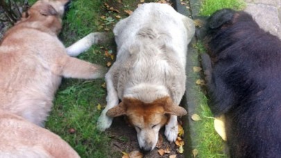 Uyuşturucu iğneyle öldürülen köpeklerin suçlusu İzmit Belediyesi personeli çıktı!