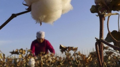 Washington Post yazdı: Uygur Türkleri,  Çin'deki pamuk tarlalarında zorla çalıştırılıyor