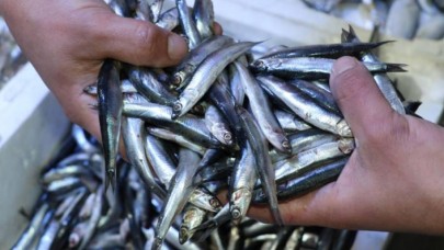 Bakan Pakdemirli'den 'Hamsi' açıklaması