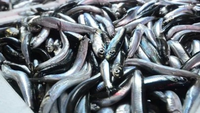 Bakanlık duyurdu! Hamsi avı yasağı uzatıldı