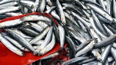 Hamsi avcılığı kısıtlaması uzatıldı