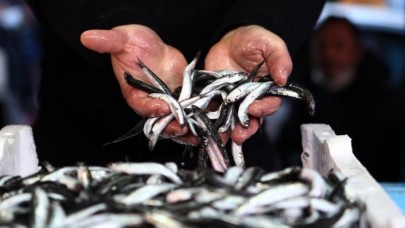 İstanbul Boğazı ve Karadeniz'de hamsi avı 10 günlüğüne yasaklandı