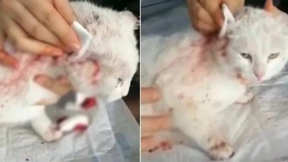 Kocaeli'de vahşet! Kedinin kulaklarını kestiler