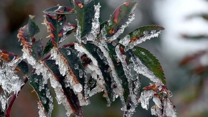Meteoroloji'den zirai don uyarısı