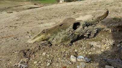 Ömerli Barajı'nda sular çekildi,  geriye hayvan kemikleri kaldı
