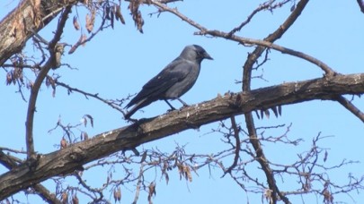 "Allah-u ekber" diyen kargayı duyanlar kulaklarına inanamıyor