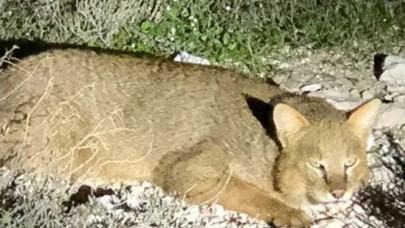 Aydın'da nesli tükenmekte olan saz kedisi görüntülendi