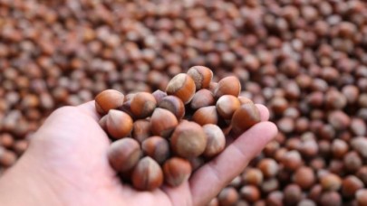 Giresun Ziraat Odasından fındık üreticilerine tarım sigortası çağrısı