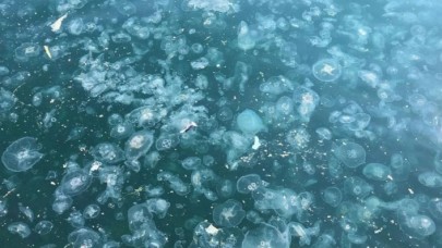 İstanbul Boğazı'nda denizanası istilası