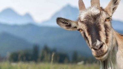 Keçilerle Zoom toplantısı yaptırıp 500 bin lira kazandı