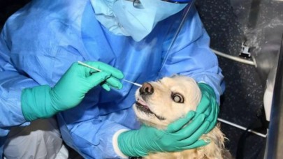 Kedi ve köpeklere de koronavirüs testi yapılacak