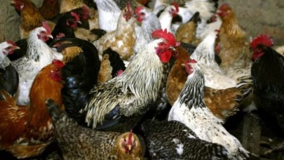 Korkutan haber: Kuş gribi ilk kez insanda görüldü