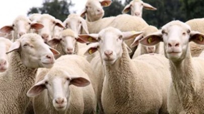 Başvuran herkes alacak: 100 bin lira faizsiz kredi