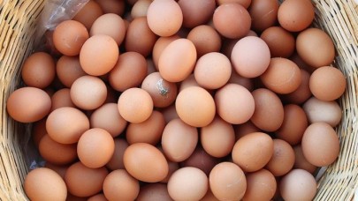 Tavuk yumurtası üretimi geçen yıl azaldı