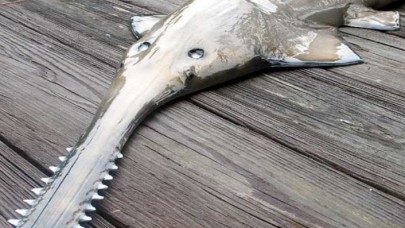 Testere balığının soyu tükenme tehlikesiyle karşı karşıya